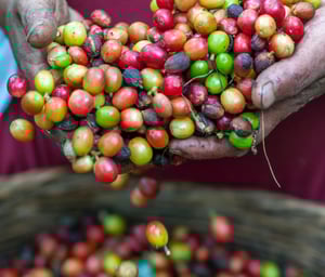 Ethiopia Aricha Harvesting